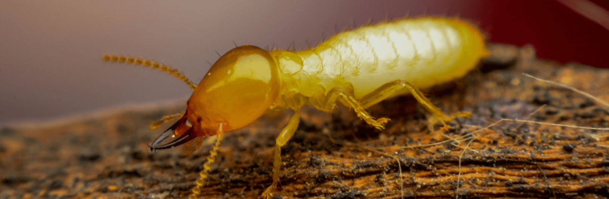 Residential termite prevention